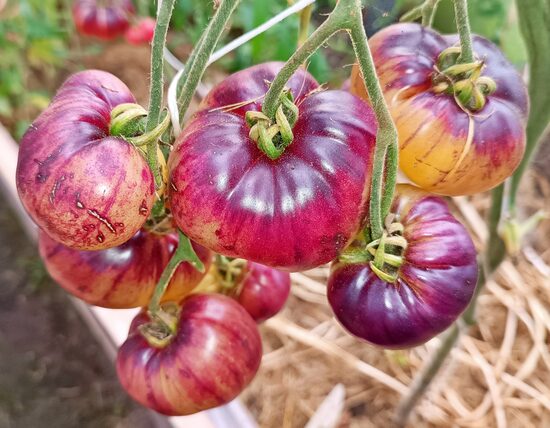 Джулиус / Юлий